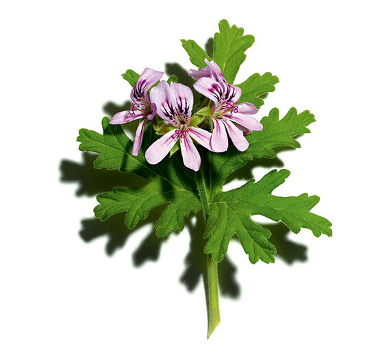 Duftgeranie-Ätherisches Öl der Duftgeranie-Pelargonium graveolens flower oil