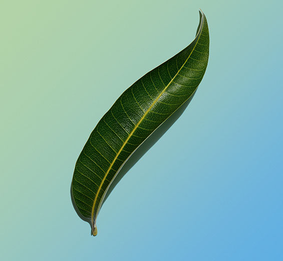 Mangobaum-biologisicher Mangoblatt-Extrakt-Mangifera indica (mango) leaf extract